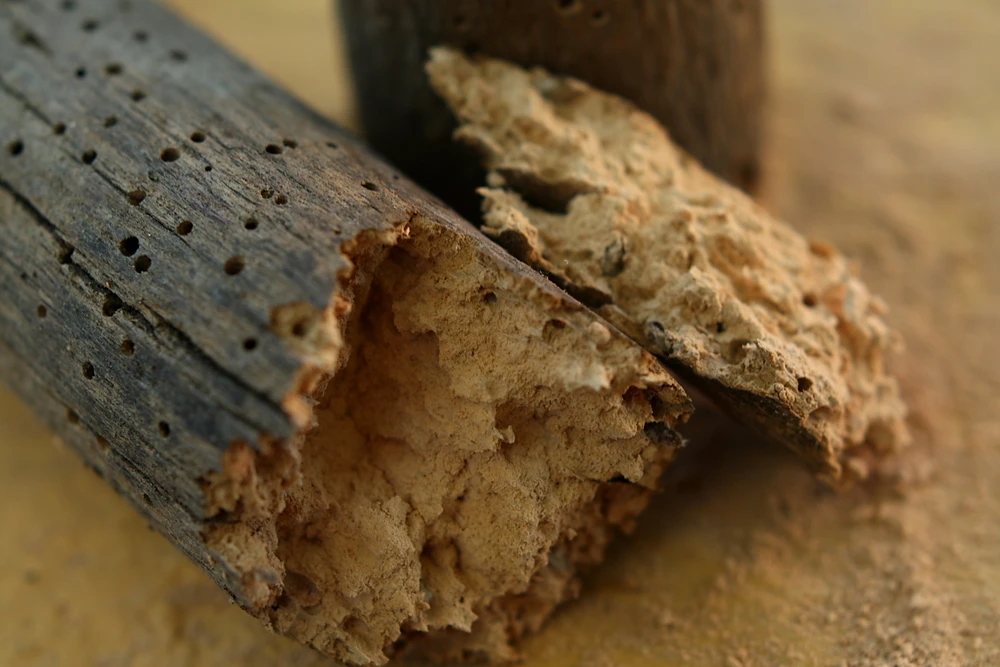 Atelier de menuiserie ou chantier de construction avec poutre en bois massif présentant des dégâts importants causés par des insectes xylophages